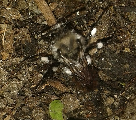 Melecta luctuosa (Apidae Anthophorinae)